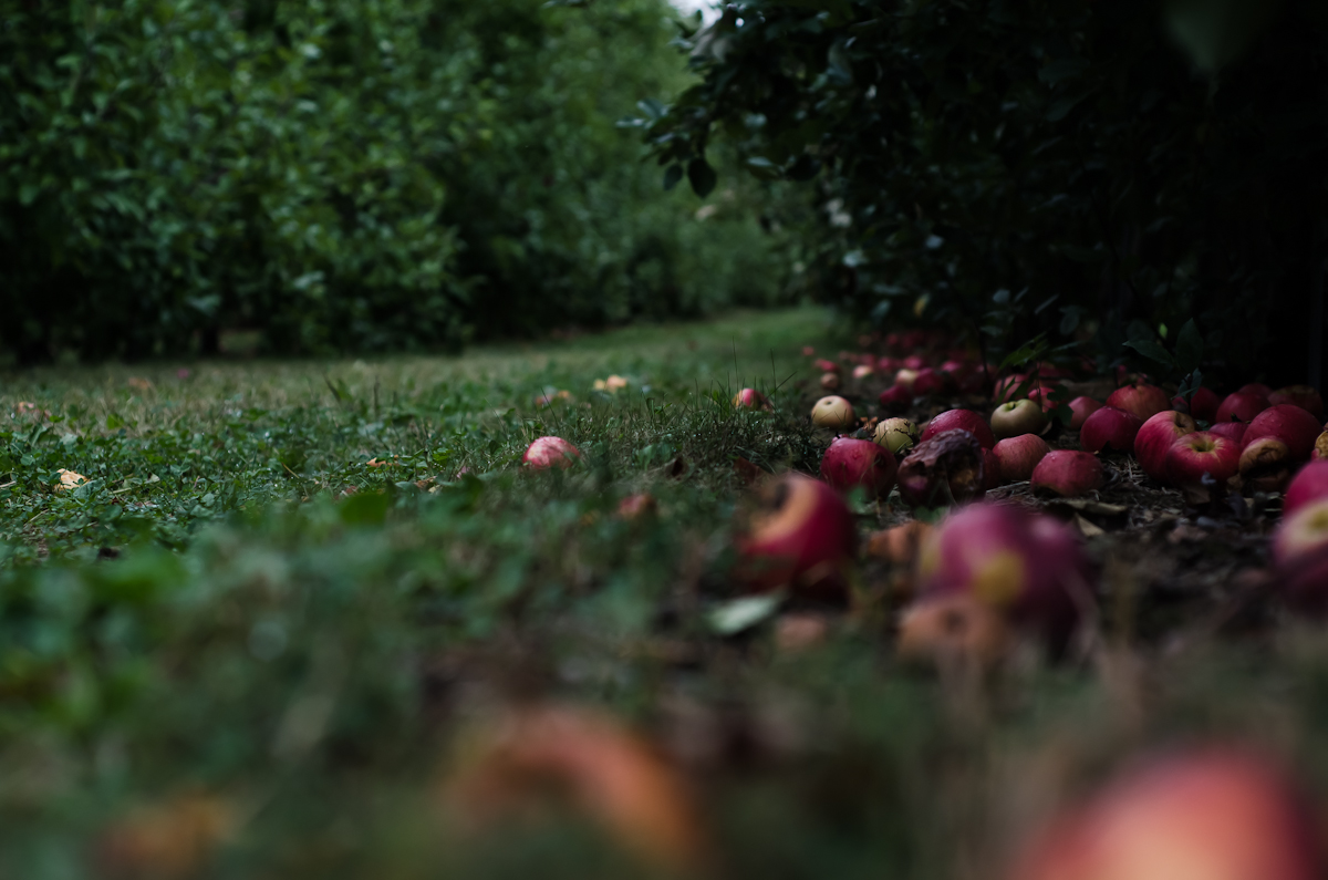 apple picking